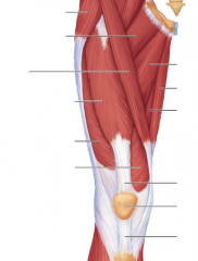 locate the sartorius

wide muscle in cat, narrow muscle in human

flexes, abducts, and laterally rotates thigh; flexes knee; "tailor's muscle"