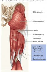 Biceps femoris
(human)