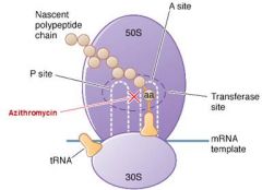 Azithromycin, Clarithromycin, Crythromycin
"MACE"

mechanism:
blocks translocation ("macroslides")
bind to the 23S rRNA of the ribosomal 50 S subunit

clinical use
atypical pneumonias (Mycoplasma, Chlamydia, Legionella)
STDs (Chlamydia)
gram + co...