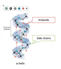 Secondary Structure: Alpha Helix
