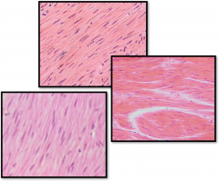 short fusiform cells; nonstriated with only one central nucleus, and similar to cardiac muscle it is under involuntary control

found in: sheets of muscle in the viscera, iris, hair follicles, sphincters, aids in swallowing, GI tract functions, ...