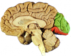 green= cuneus gyrus

orange= lingual gyrus

*divided by calcarine sulcus**