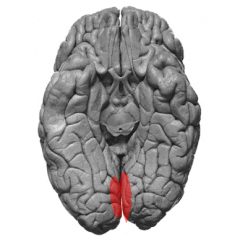 area 17

*on both sides of calcarine sulcus (occipital)