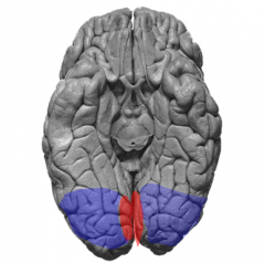 primary visual cortex (orange) & visual association cortex (blue)
