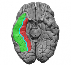 Identify the ventral structures of the temporal lobe