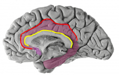 red= cingulate sulcus = anterior / dorsal boundary

yellow= callosal sulcus= separates from corpus callosum