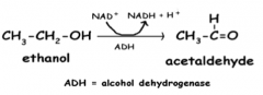 In what class of enzymes does alcohol dehydrogenase belong?