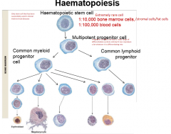 Extremely rare cell

First cell in haematopoiesis

Only stem cell that has been successfully used in clinical trials to treat disease