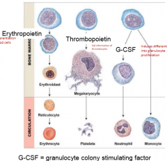 Common myeloid progenitor cell into erythroblasts into erhyrocytes (red blood cells)