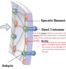 Link onto ankyrin which is a nexus for a long spectrin filaments
which form a meshwork on the inside of the membrane which are linked together
by actin 

This allows
     them to move through tighter and tighter places (flexible) 

No nucleus...
