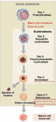 Regulated by erythropoietin

Erhyropoietin synthesized and released from kidney in response to low oxygen

Nucleus ejected, mitochondria and endoplasmic reticulum breakdown