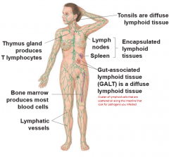 Thymus gland: produces T lymphocytes

Bone marrow: produces most blood cells

Lymphatic vessels

Tonsils: diffuse lymphoid tissue

Lymph nodes and spleen: Encapsulated lymphoid tissues

Gut-associated lymphoid tissue (GALT): diffuse lymphoid tissue