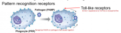 By using pattern recognition receptors (PRP) such as Toll-like receptors to detect PAMPs on pathogens