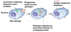 Phagosome form around pathogen

Pathogen digested by lysosomal enzymes in phagolysosome

Antigen fragments displayed