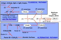 Circulating mannose binding lectins (MBLs) will convert C4 and C2 into C4b and C2a which combines to create C3 convertase (C4b2a)

This will turn C3 into C3b which will combine with C3 convertase into C5 convertase (C4b2a3b) which will turn C5 in...