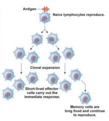 Antigen binds to B- and/or T-cell (selection) and it starts producing naive lymphocytes (expansion)