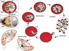 What are the stages of Malaria in intracellular development