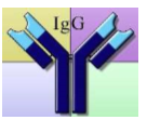 A class of antibodies

Most common type of circulating antibody

Transferred across placenta from mother to baby

Whenever IgM is present, IgG will not be produced