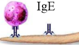 Fights parasites

Eosinophils have receptors for the IgE

Release histamine from mast cells