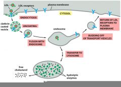   In receptor mediated endocytosis, the specific molecules to be brought into the cell first bind to protein receptors in special regions of the plasma membrane. These regions are called clathrin coated pits. Once the desired molecules have bou...
