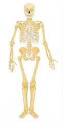 The human skeleton has 3 main functions. What are the 3 main functions?