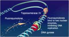 Ciprofloxacin, norfloxacin, levofloxacin, oflofloxacin,moxifloxacin, gemifloxacin, enoxacin

mechansim:
inhibits topoisomerase II (DNA gyrase) and topoisomerase IV
bactericidal
must not be taken with antacida

clinical use
gram - rods of urinary ...