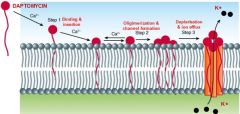 mechanism:
Lipopeptide that disrupts cell membranes of gram + cocci 
-->creating transmembrane channels

clinical use:
S aureus skin infections (especially MRSA)
bacteremia
endocarditis
VRE

not used for pneumonia
--> inactivated by surfactant

a...