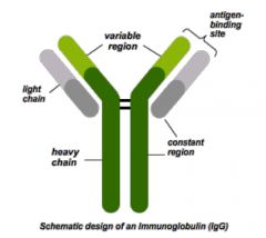 These are 4 individual proteins brought together to function as an antibody. The heavy chain is one region, it is constant. The bottom light chain is also constant. There are two variable regions. 