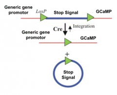 The GCaMP protein has a stop signal on it after the promotor. Only neurons that express cre 


(They have already made it so the dopamine neurons express cre) will have this stop signal bypassed and GCaMP will be created. Non- cre expressing neur...