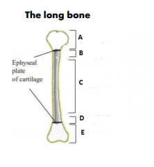What are the different sections of the bone called?