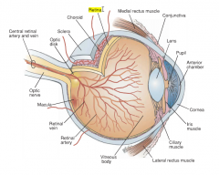 The innermost layer, the retina, extends only to the ciliary body anteriorly. It receives visual stimuli and sends it to the brain. The retina consists of numerous layers of nerve cells, including the cells commonly called rods and cones. These sp...