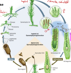 
Diplohaplontischer Lebenszyklus, oogam  
Pflanze ist haploider Gametopht,  nur verbundenes Sporangium ist diploid
Spermatoizoiden schwimmen zur Eizelle