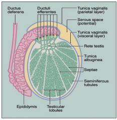 12-20 efferent ductules 
Most of the testicular fluid secreted in seminiferous tubules
is reabsorbed in efferent ductules.

					
				
			
		
	


Characteristics
• highly coiled 
• irregularly shaped lumen due to different
heights o...