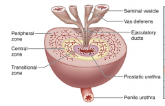 • mucosal glands empty directly into urethra 
•  submucosal and main prostatic glands empty into urethral
(prostatic) sinus, lateral to urethral crest

					
				
			
		
	


         30-50 branched tubuloalveolar glands 
  •...