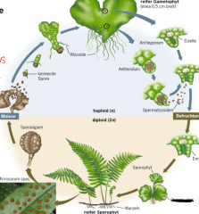 Diplohaplonter Lebenszyklus, oogam
Die Farnpflanze ist der diploide Sporophyt