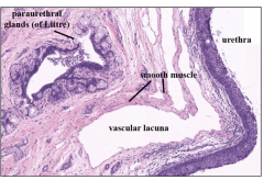  • variable epithelium – transitional/
pseudostratified columnar/stratified
squamous 
• paraurethral glands - lubrication