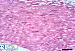 Location of Smooth Muscle Tissue