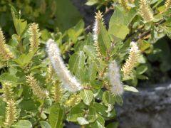 Shrubs or treesAlt, simple leaves; Deciduous stipulesDioeciousCatkins, each flower subtended by a small bracts; CA 1-3, either large basal glands or cup shaped disk, no evident perianth1 to many distinct stamens1 pistil with 1 loculecapsule with...