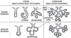 1) Simple vs. Compound → Do ducts branch?
2) Tubular vs. Branched tubular vs. Acinar / Alveolar vs. Tubulo-alveolar/acinar →  Secretory region's shape?
3) Mucous vs. Serous vs. Mixed →  What does the gland secrete?