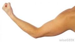 Is this an arm?