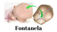 Fontanelas, puntos blandos o molleras. En el cráneo del recién nacido encontramos 6 fontanelas, siendo la anterior (última en cerrar) y la posterior las más importantes. Las fontanelas permiten cierta movilidad a los huesos del cráneo para fa...