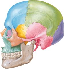 Señala sobre la siguiente imagen los diferentes huesos que conforma en cráneo.