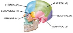 8 huesos que conforman el cráneo: frontal (1), esfenoides (1), etmoides (1), parietales (2) y temporales (2).