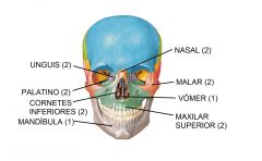 14 huesos que forma el macizo de la cara: maxilares superiores (2), mandíbula o maxilar inferior (1), malares o cigomáticos (2), lacrimales o unguis (2), nasales (2), cornetes nasales inferiores (2), vómer (1) y palatinos (2).