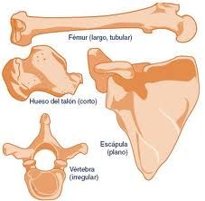 Es un hueso irregular.
En el cuerpo además de huesos de forma irregular, tenemos huesos largos, cortos e irregulares.