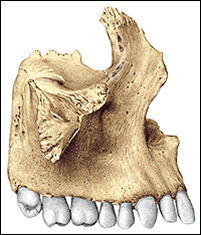 ¿Qué tipo de hueso, según su forma, es el maxilar superior?