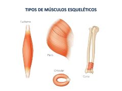 Es un músculo de forma fusiforme.
Los músculos pueden ser fusiformes, planos y orbiculares.