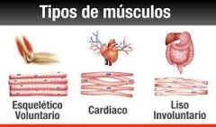 Todos los músculos esqueléticos (entre los que se encuentra el masetero) están formados por fibras musculares estriadas. 
Las fibras musculares lisas se encuentran en los vasos sanguíneos, tubo digestivo y vísceras; y las fibras musculares ca...