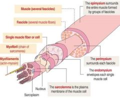 Myofilament → Myofibril → Endomysium (Myocyte) → Perimysium (Fascicle) → Epimysium (Muscle)