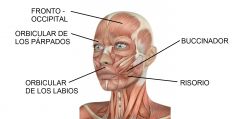 En clase estudiamos 5 músculos de la expresión facial:
- Buccinador.
- Risorio.
- Orbicular de los párpados.
- Orbicular de la labios.
- Fronto - occipital.